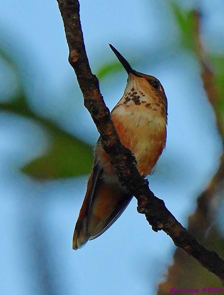 DSC_3632_001.JPG