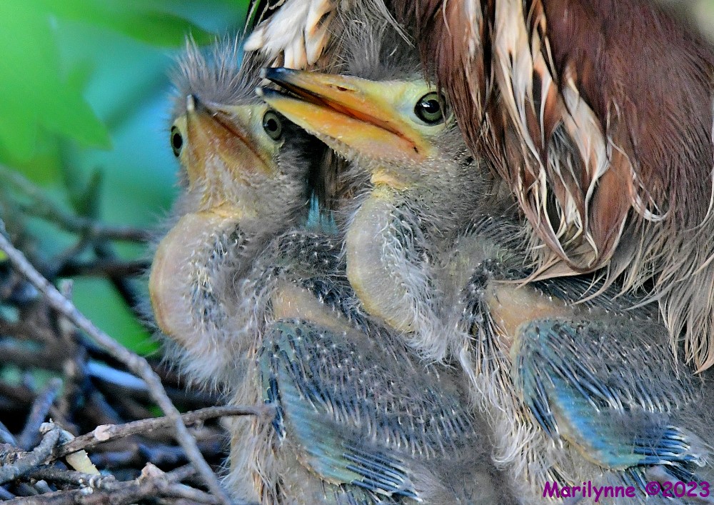 DSC_3633_001.JPG