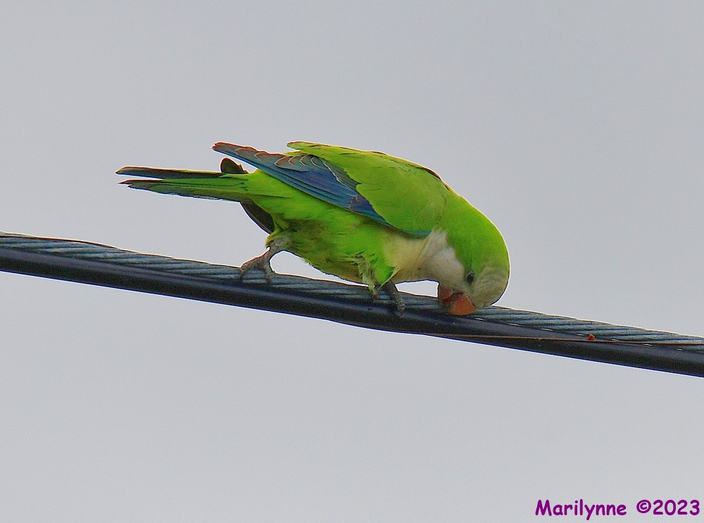 DSC_3633_001.JPG