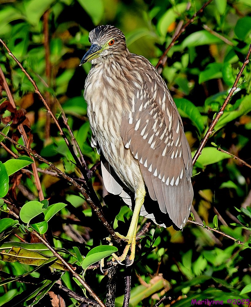 DSC_3635_001.JPG