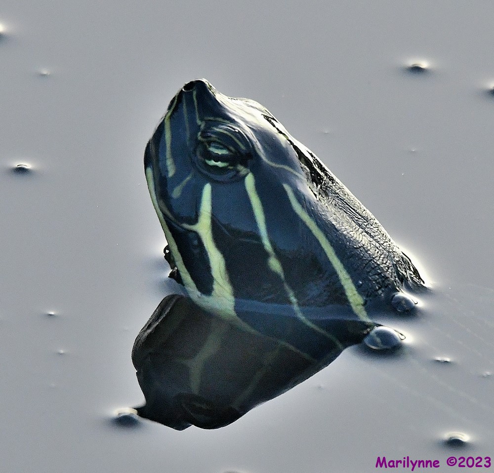 DSC_3636_001.JPG