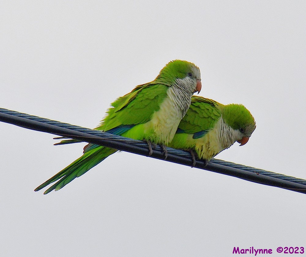 DSC_3636_001.JPG
