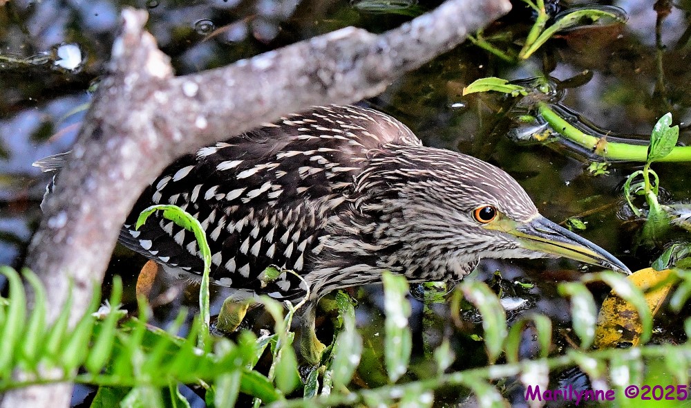 DSC_3636_001.JPG