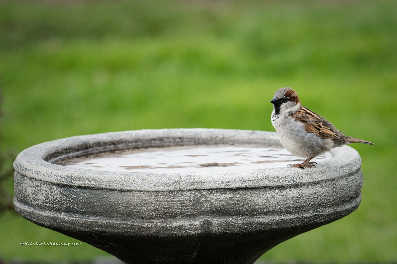 DSC_3636_6542.jpg
