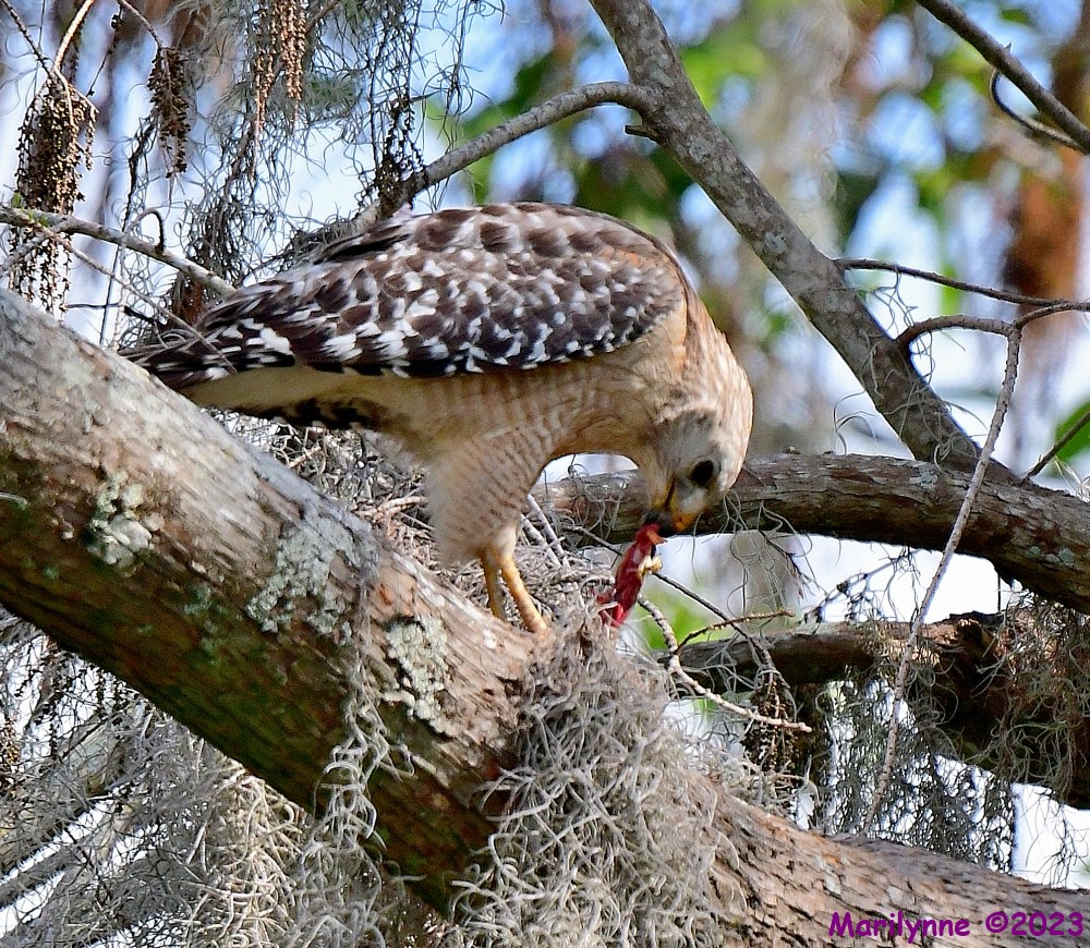 DSC_3637_001.JPG