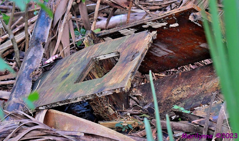 DSC_3638_001.JPG