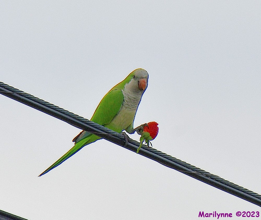DSC_3638_001.JPG