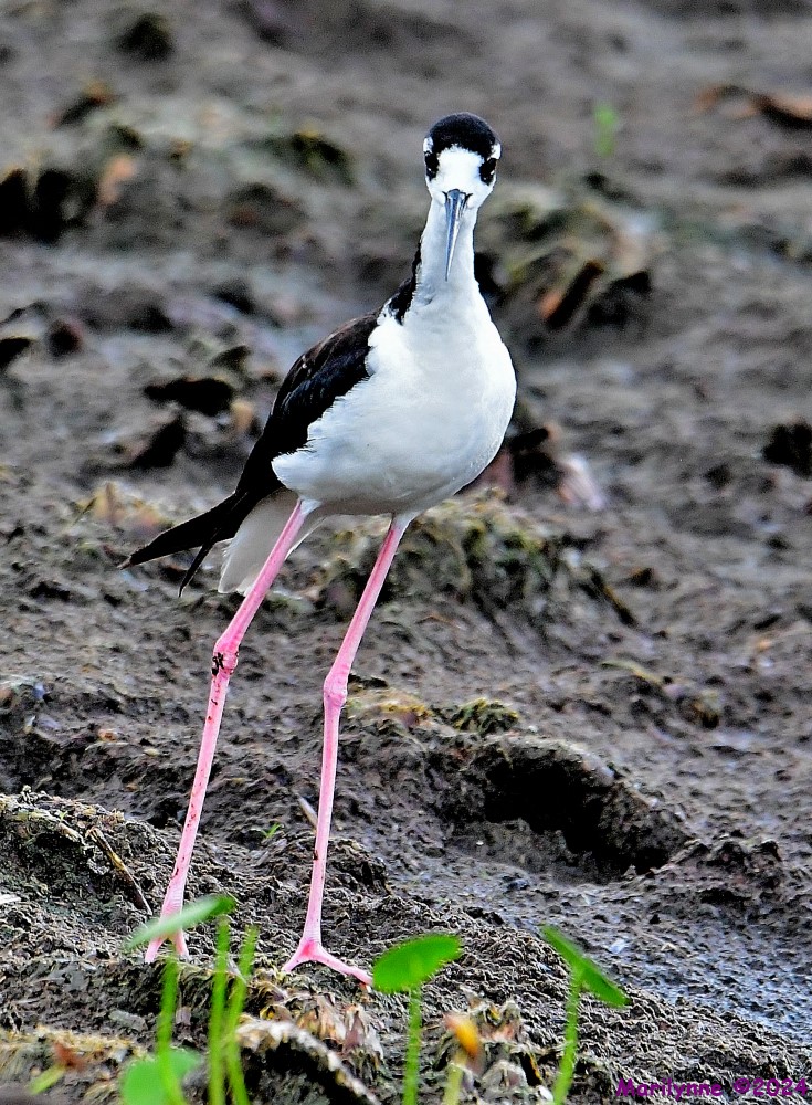 DSC_3638_001.JPG