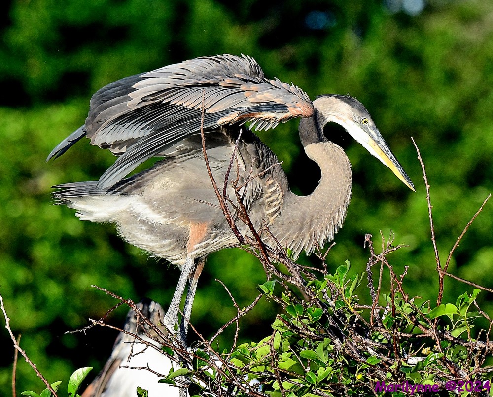DSC_3639_001.JPG
