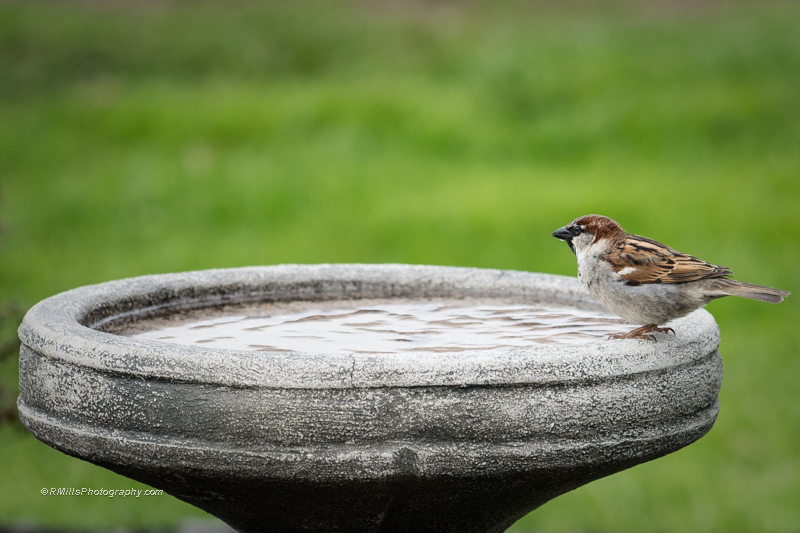DSC_3639_6545.jpg
