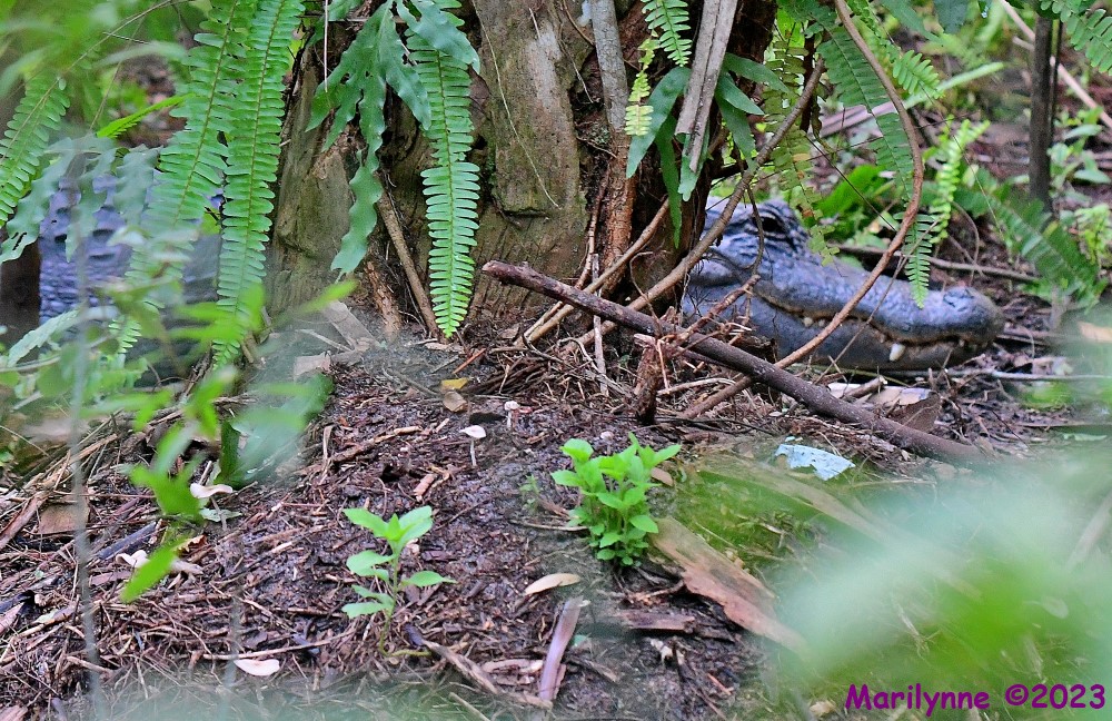 DSC_3641_001.JPG