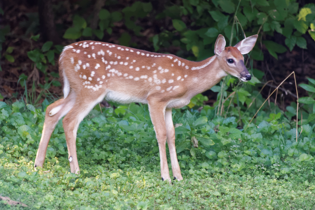 DSC_3641_DxO.jpg