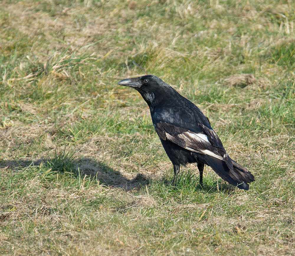 DSC_3642.jpg