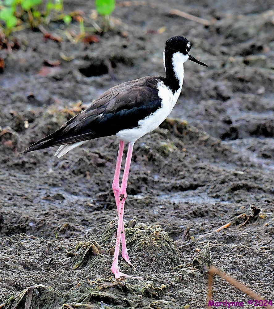 DSC_3644_001.JPG