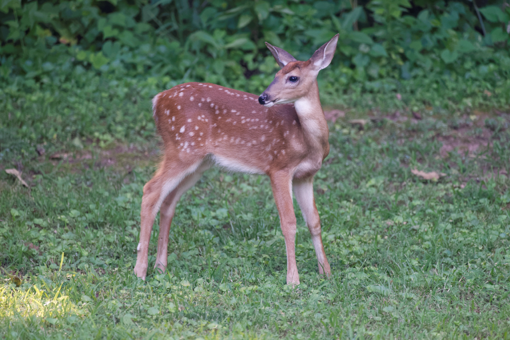 DSC_3649_DxO.jpg
