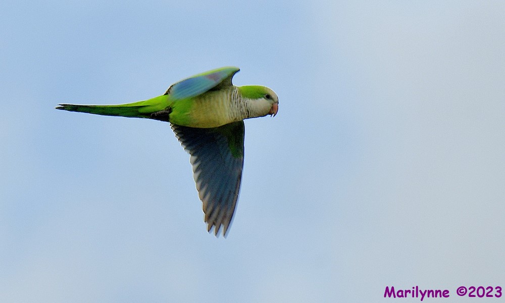 DSC_3651_001.JPG