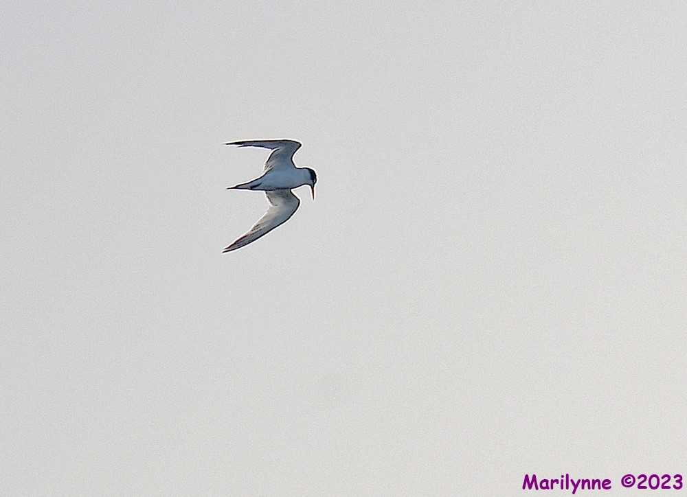 DSC_3653_001.JPG