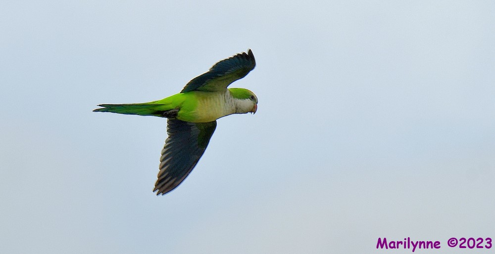 DSC_3653_001.JPG