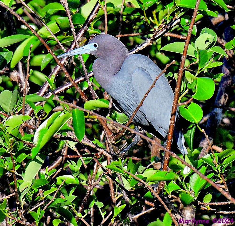 DSC_3653_001.JPG