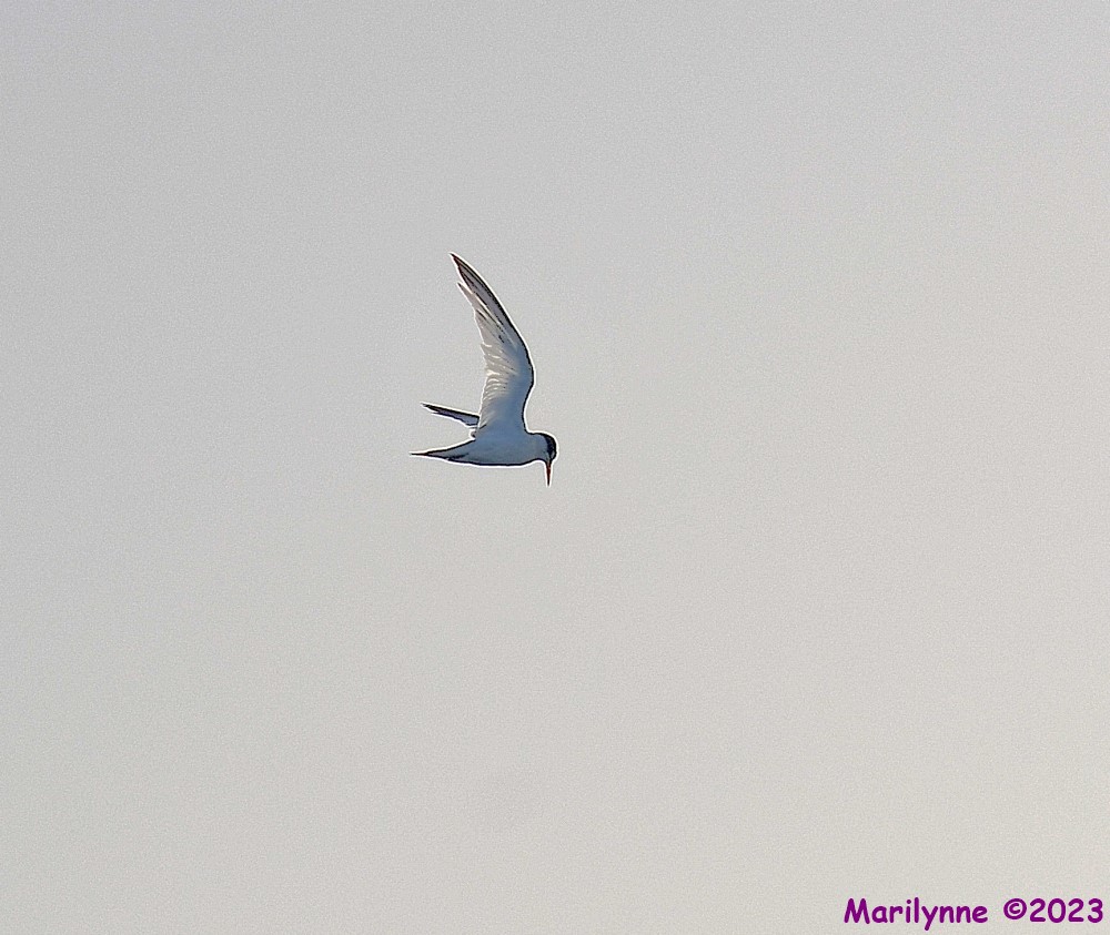 DSC_3654_001.JPG