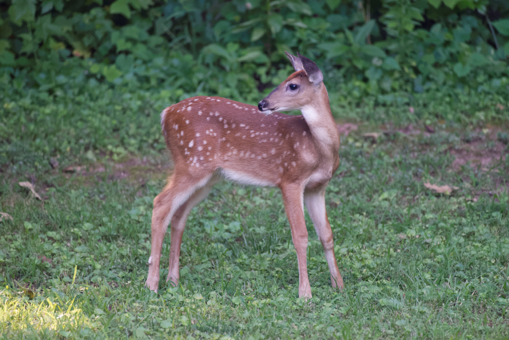 DSC_3654_DxO.jpg