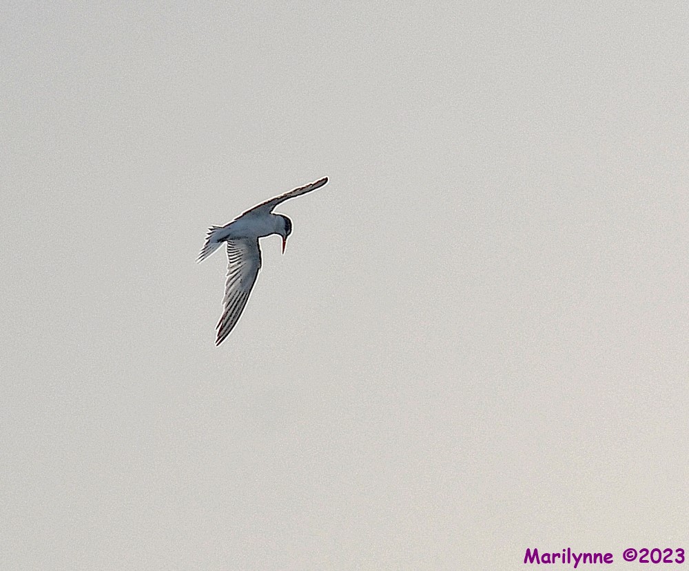 DSC_3655_001.JPG