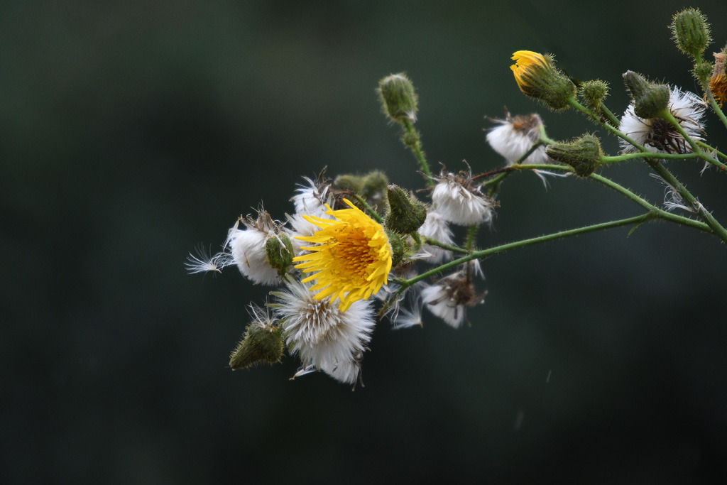 DSC_3656.jpg