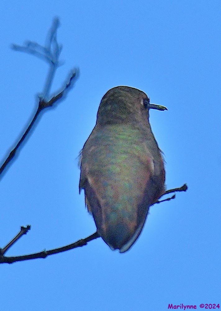 DSC_3656_001.JPG
