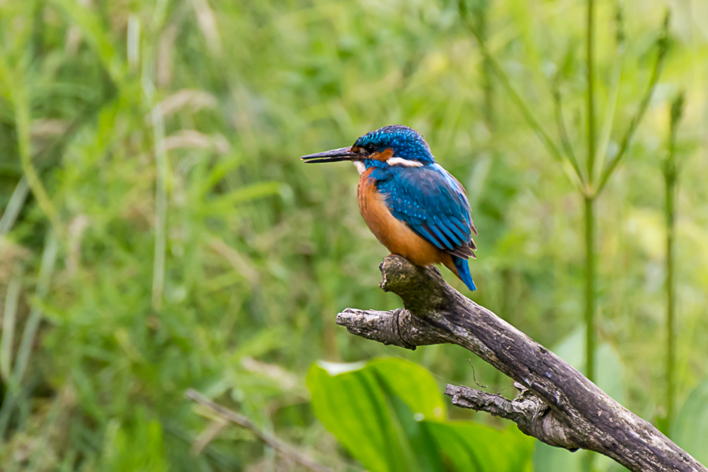 DSC_3657.jpg