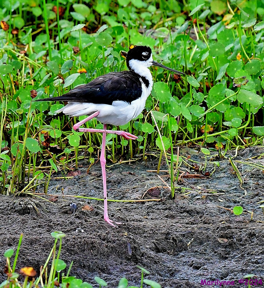 DSC_3657_001.JPG
