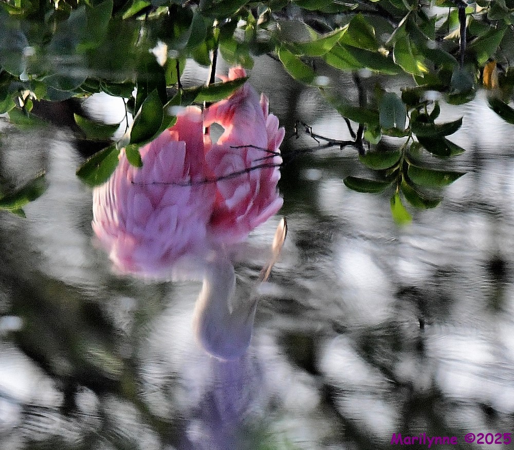DSC_3657_001.JPG