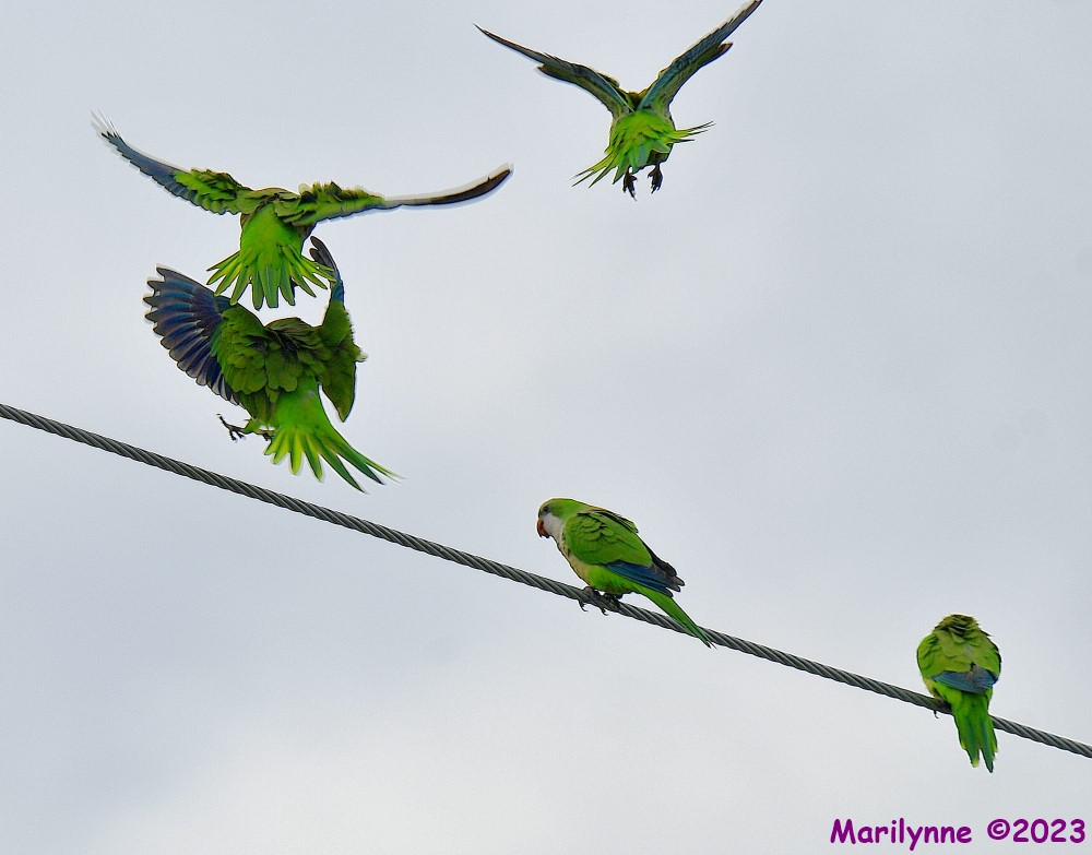 DSC_3658_001.JPG