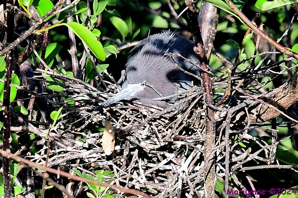 DSC_3658_001.JPG