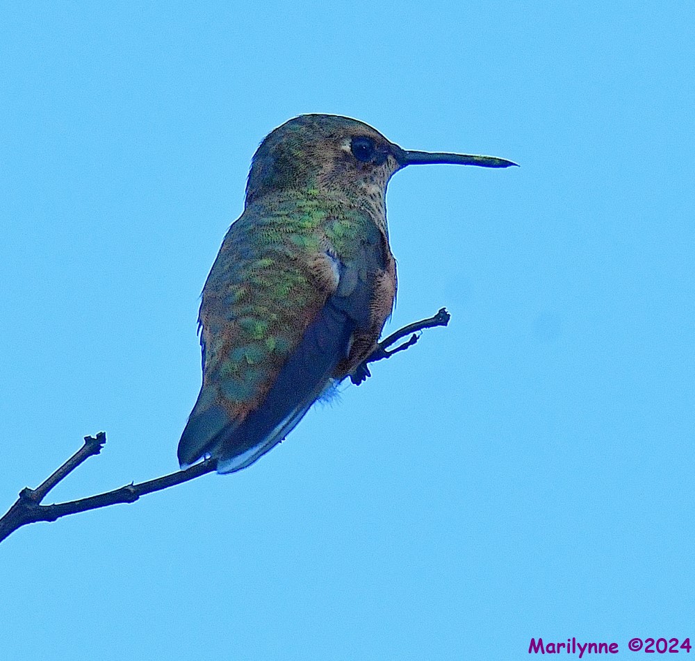 DSC_3659_001.JPG