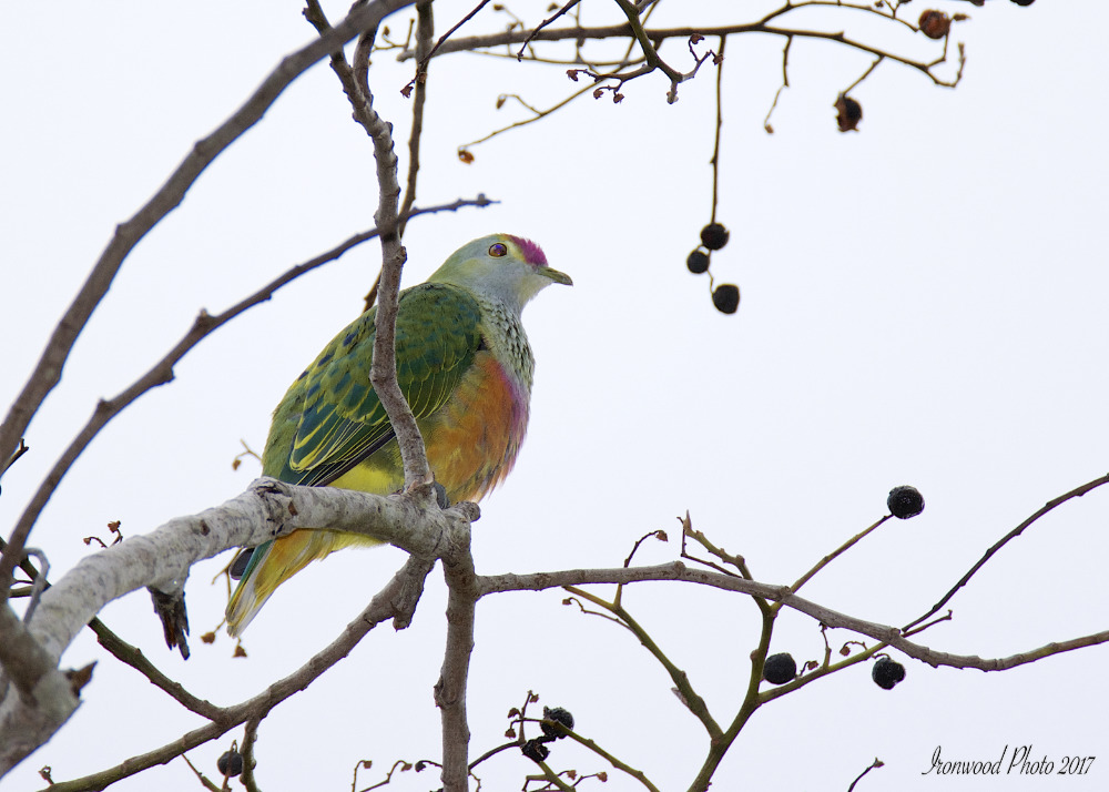 DSC_3661.jpg