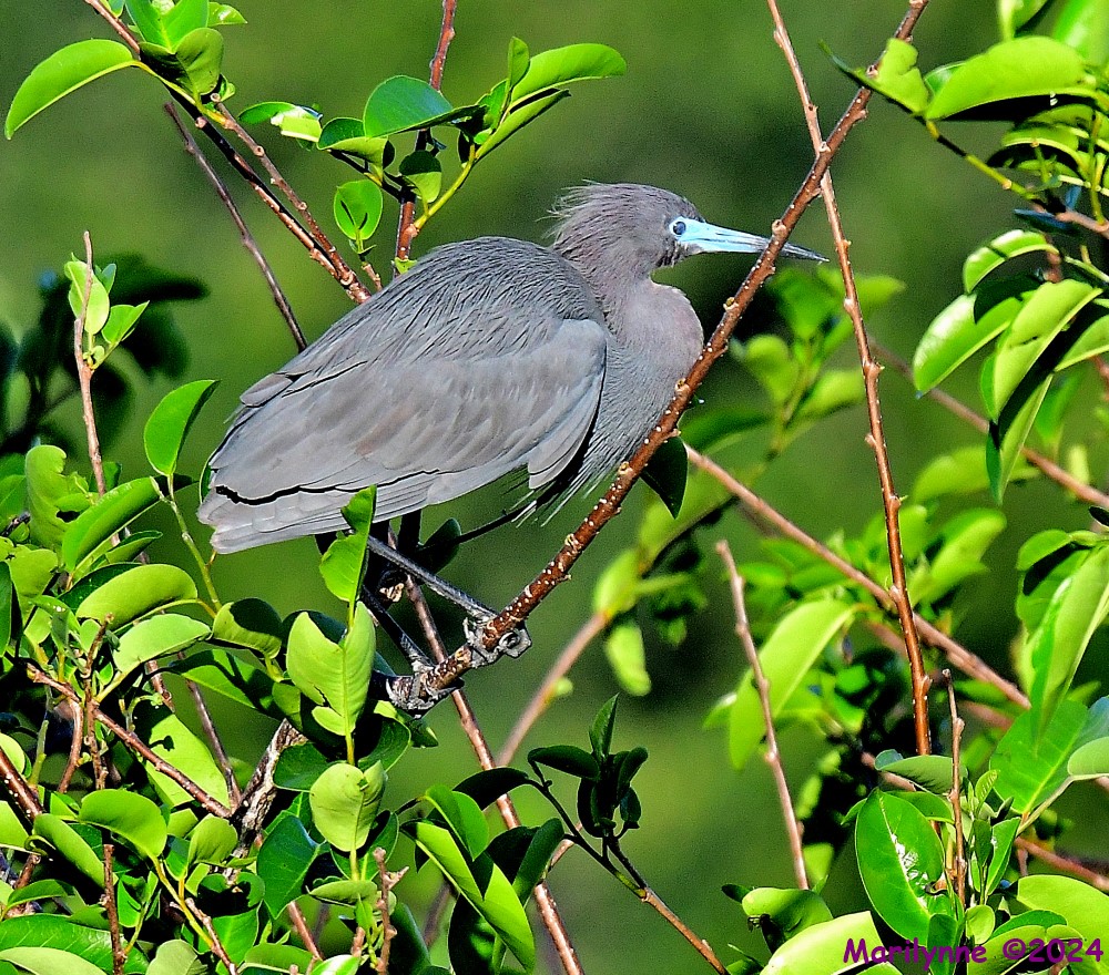 DSC_3661_001.JPG