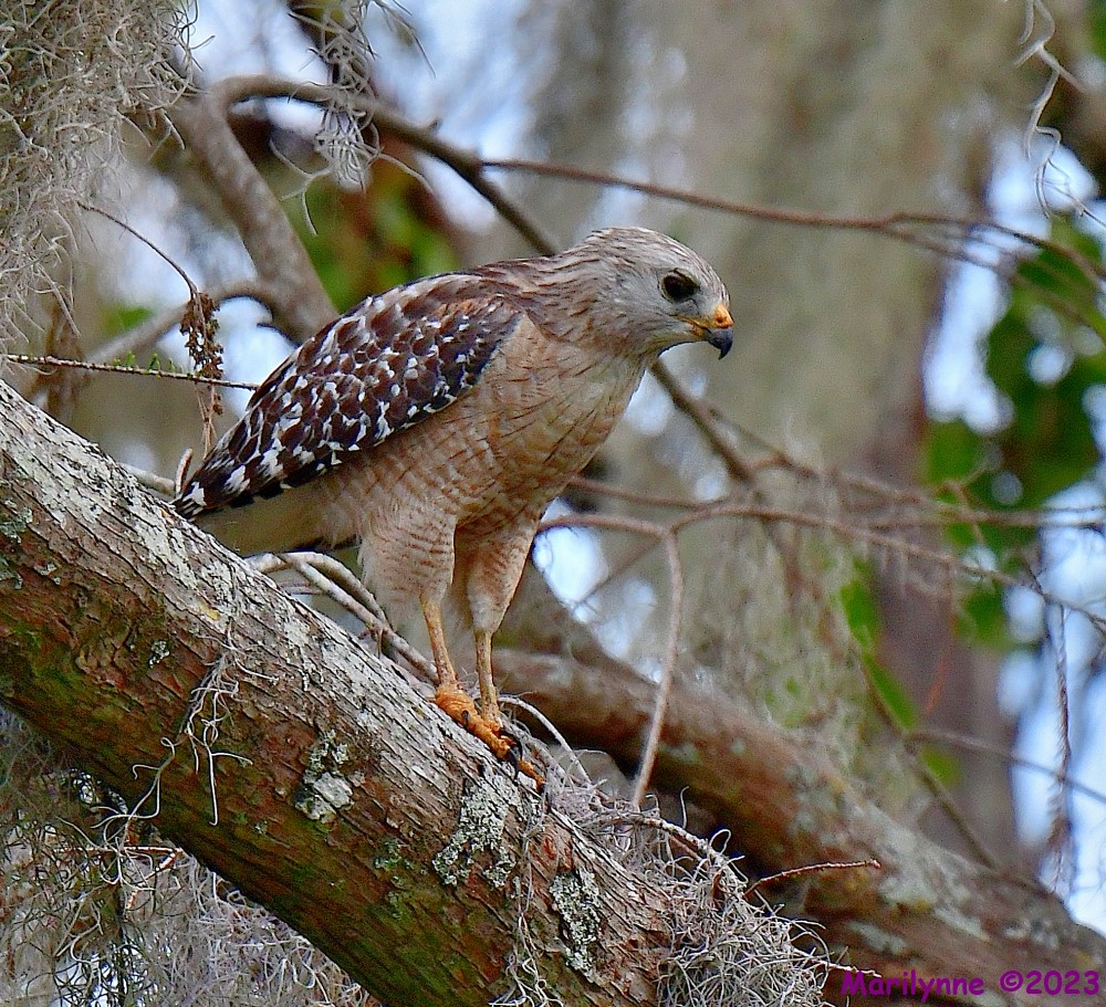 DSC_3663_001_01.JPG