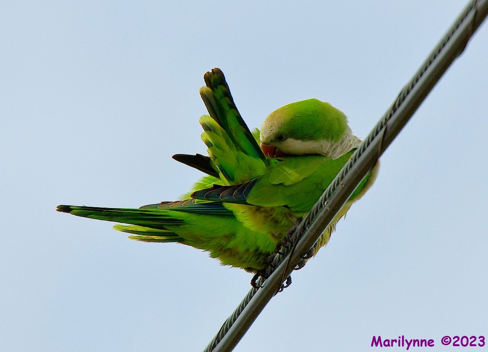 DSC_3665_001.JPG