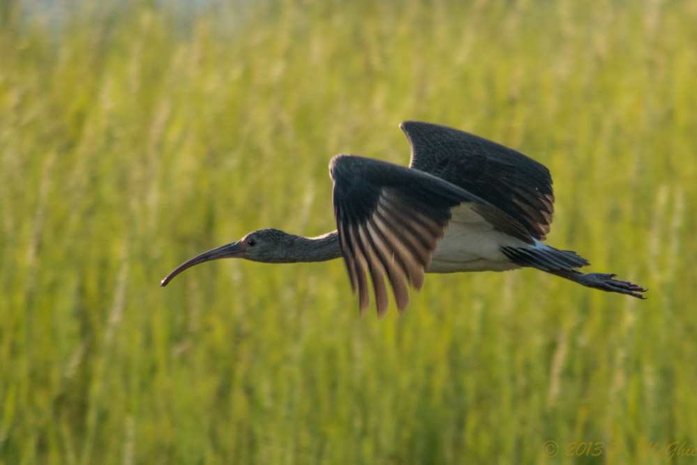 DSC_3666.jpg