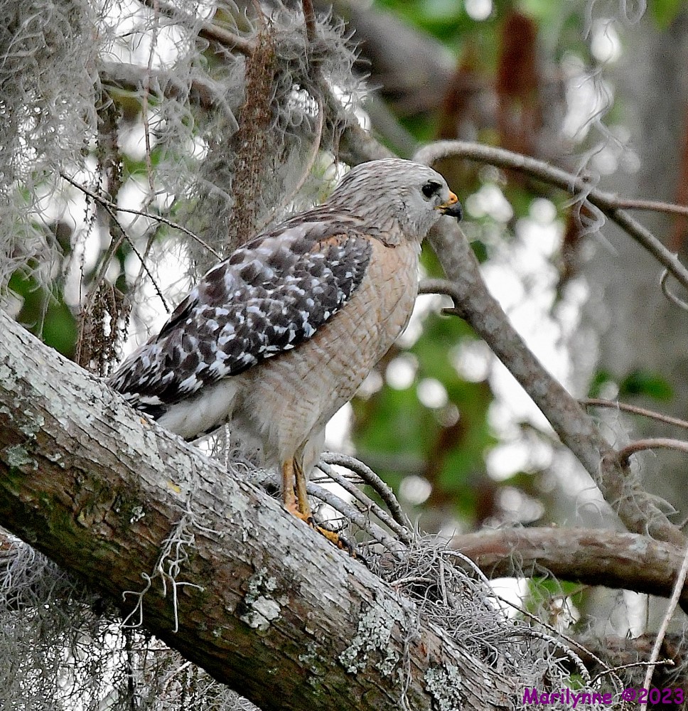 DSC_3666_001.JPG