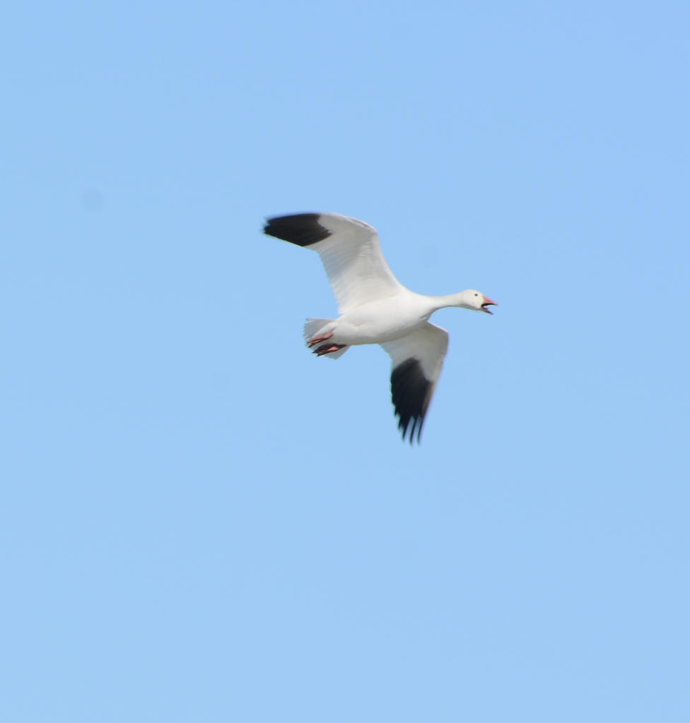 DSC_3668.jpg