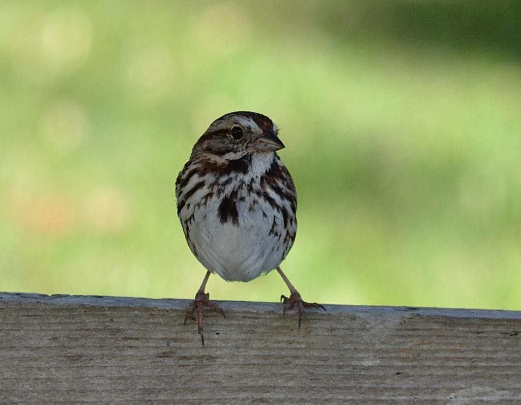 DSC_3668.jpg