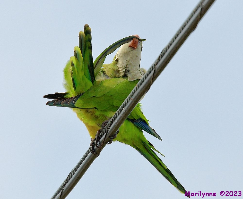 DSC_3668_001.JPG