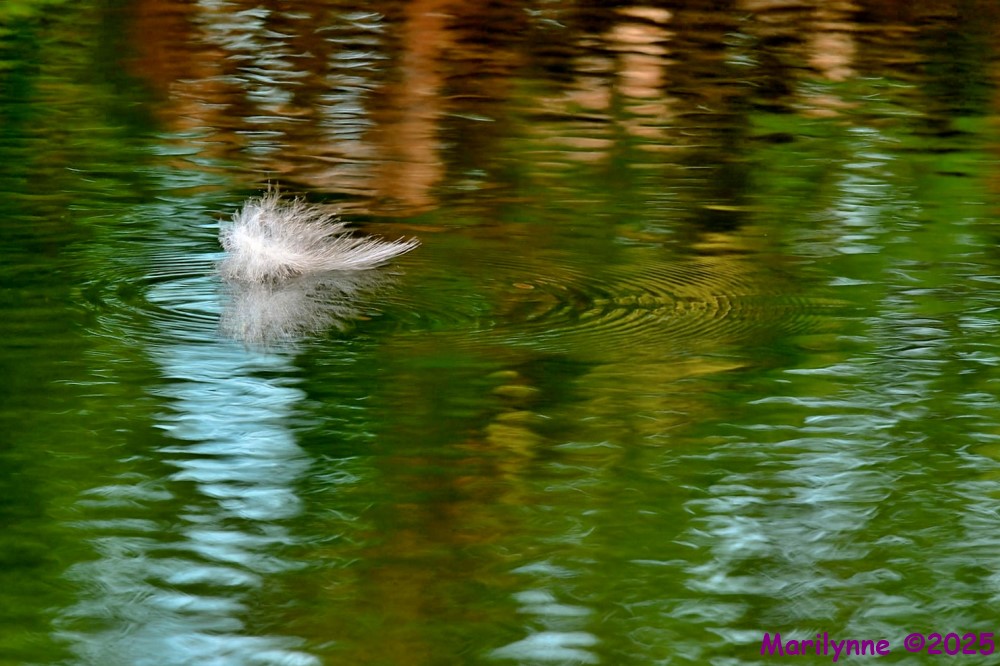 DSC_3669 copy_001.JPG