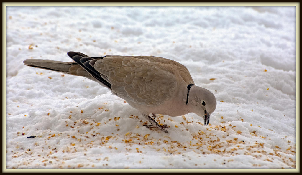 DSC_3669-Edit.jpg