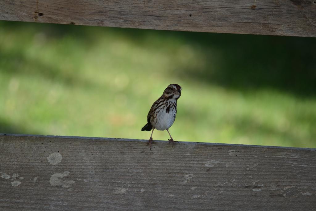 DSC_3670.jpg