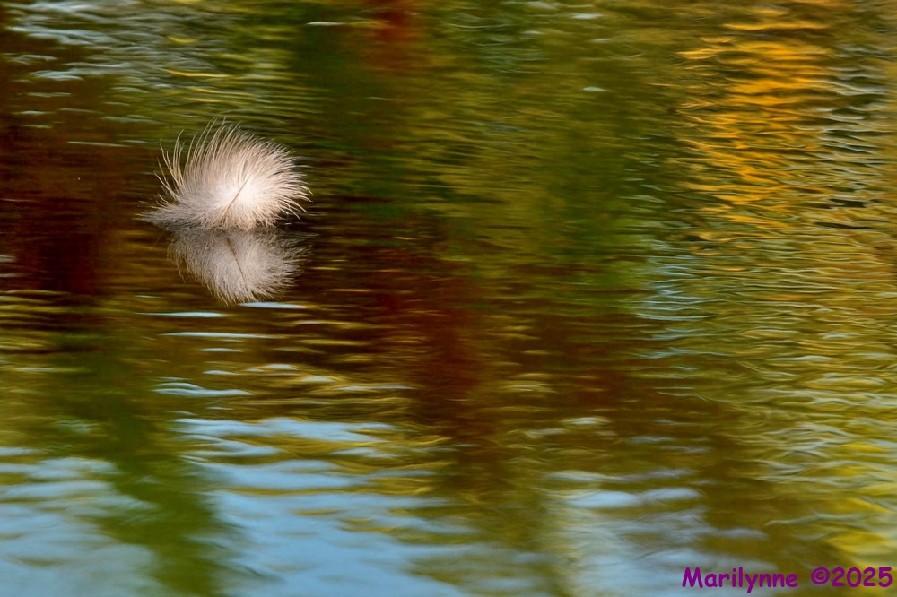 DSC_3671 copy_001.JPG