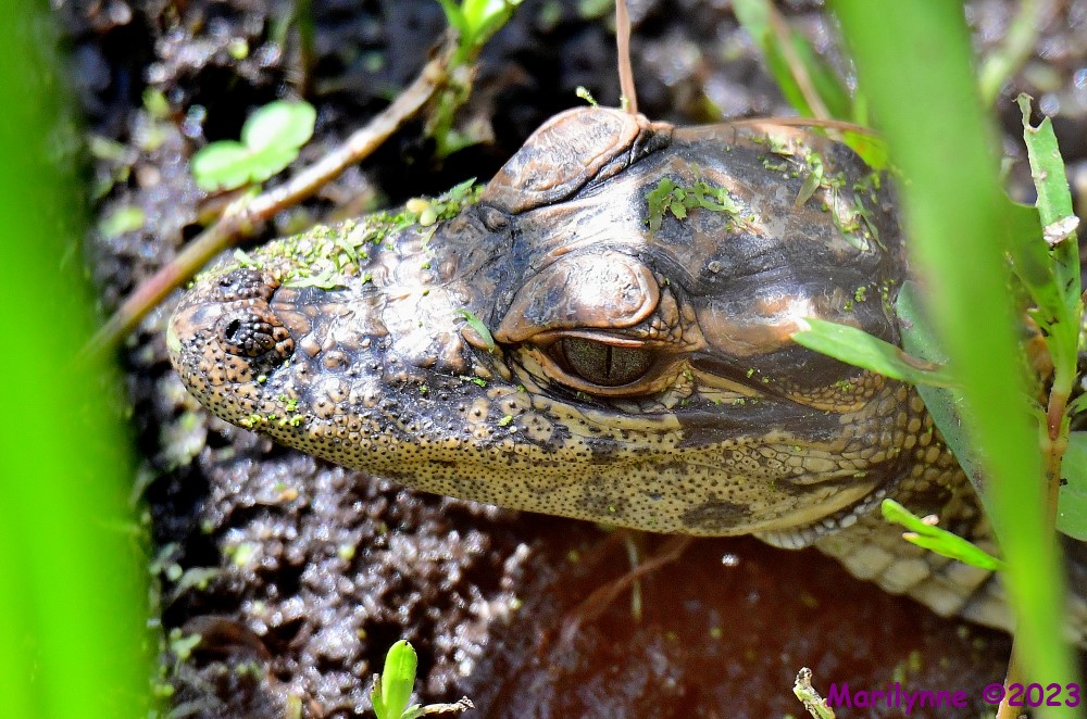 DSC_3673_001.JPG