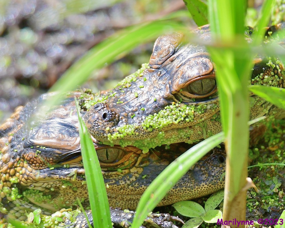 DSC_3674_001.JPG