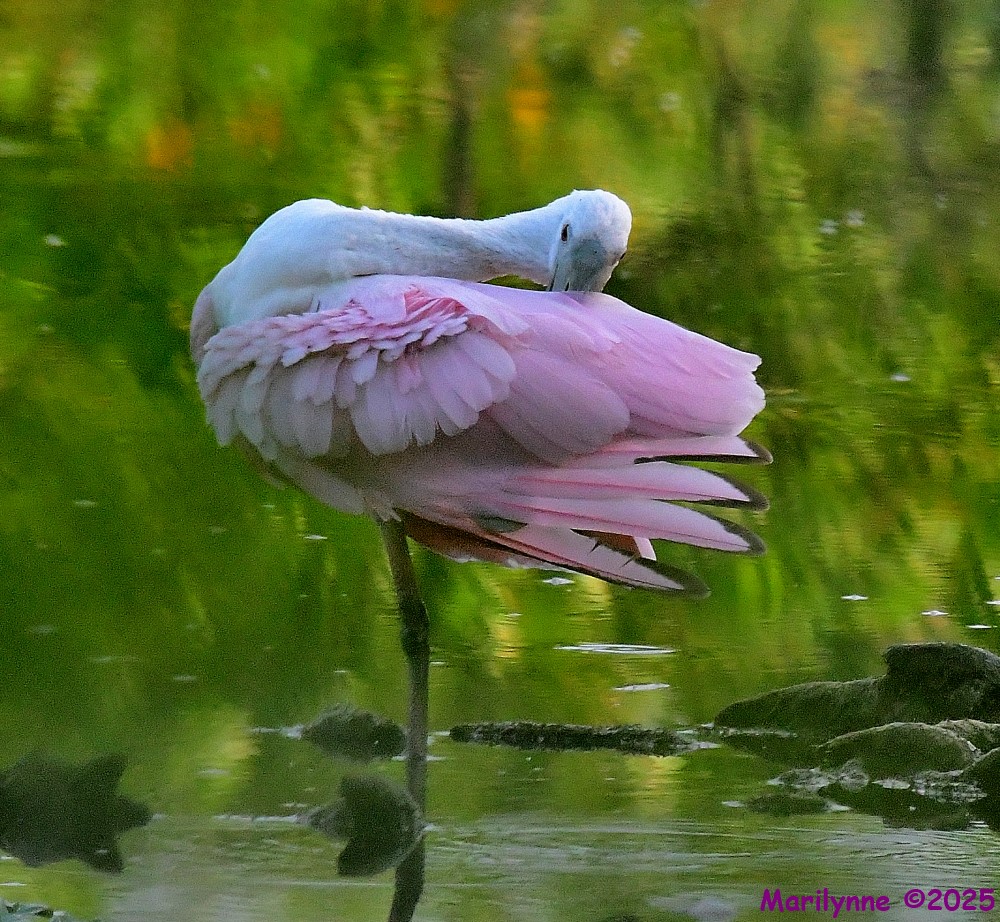 DSC_3675_001.JPG